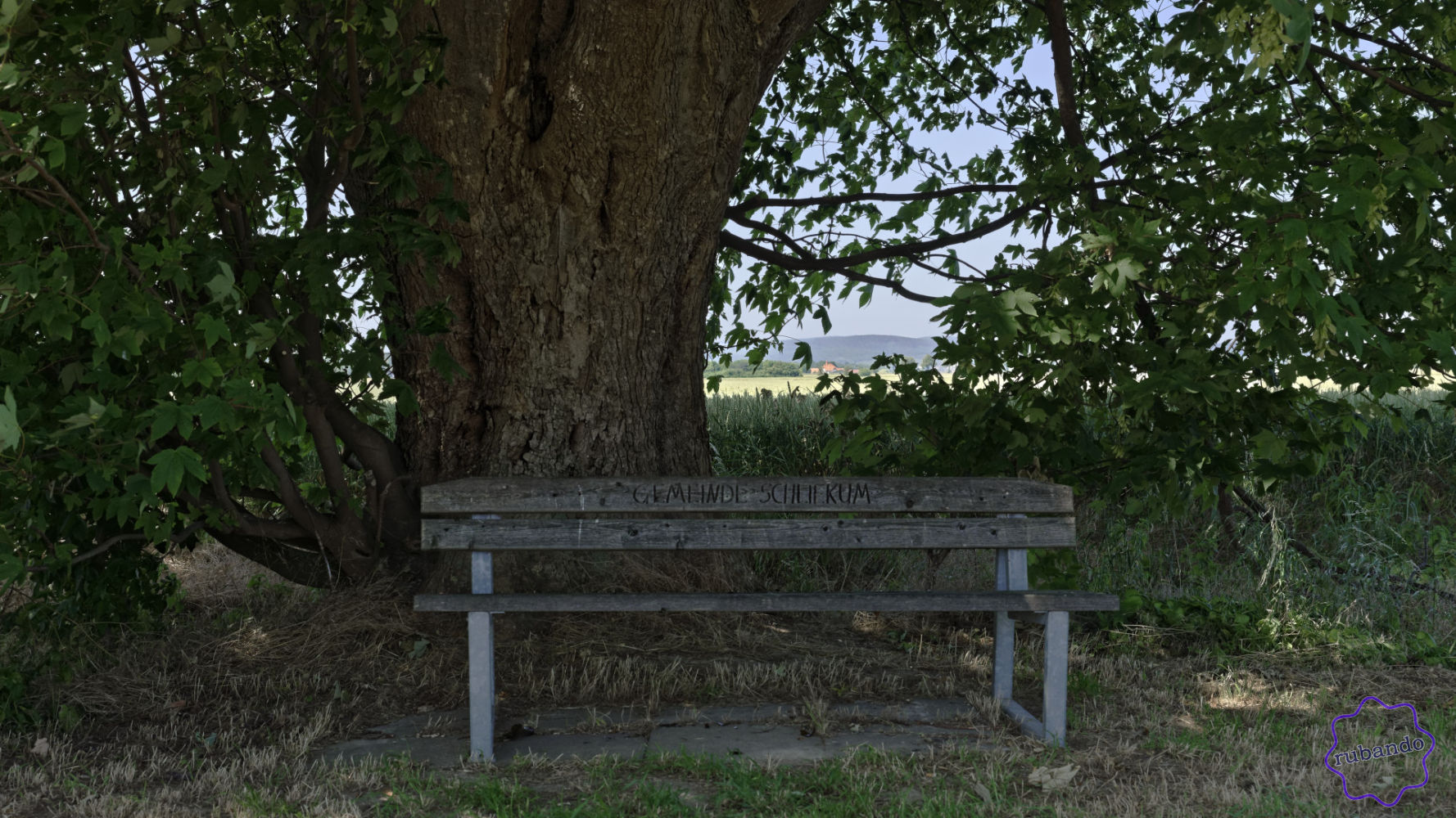 BankBaum.jpg Mächtiger Baum mit Bank