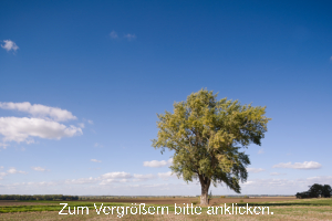 Baum_am_Ackerrand.jpg Großer Baum am Feldrand