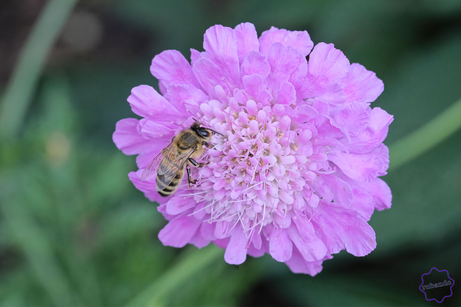 Blume-Biene.jpg Die Blüte und die Biene