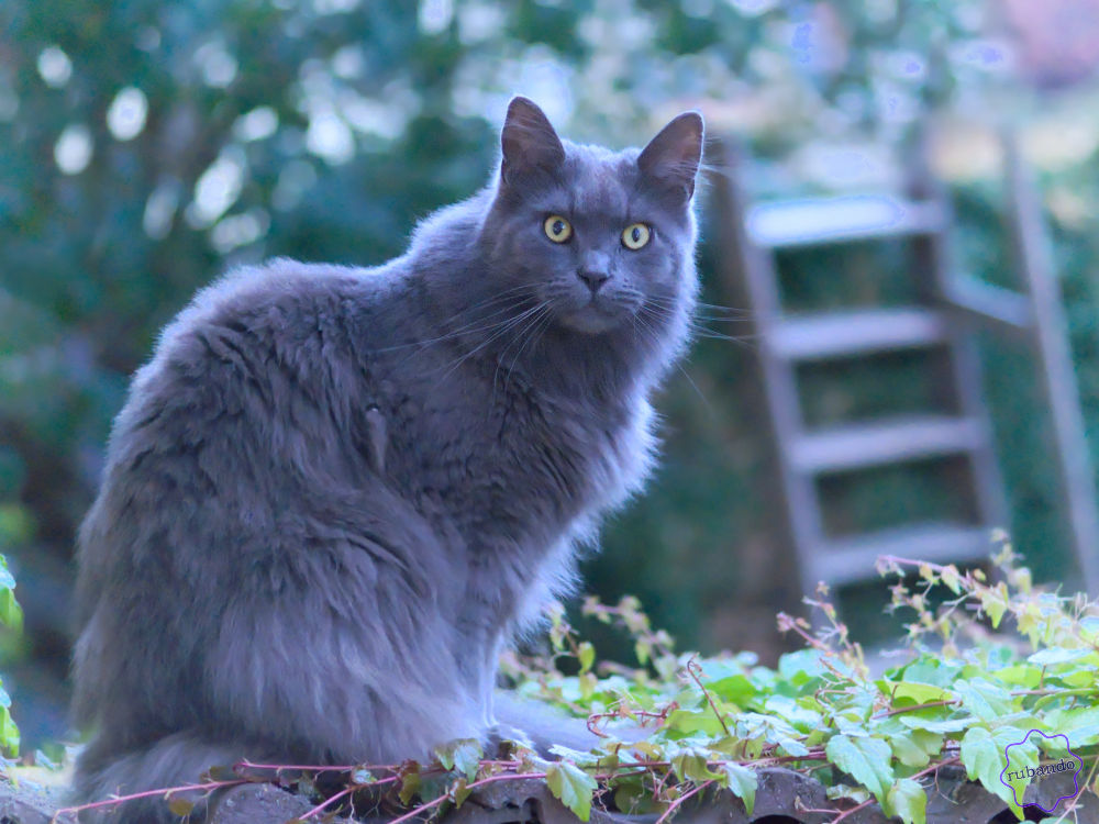 Edle_Katze.jpg Edle Hauskatze mit dickem Fell