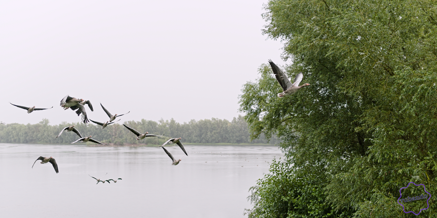 Fliegende_Wildgaense.jpg Fliegende Wildgänse