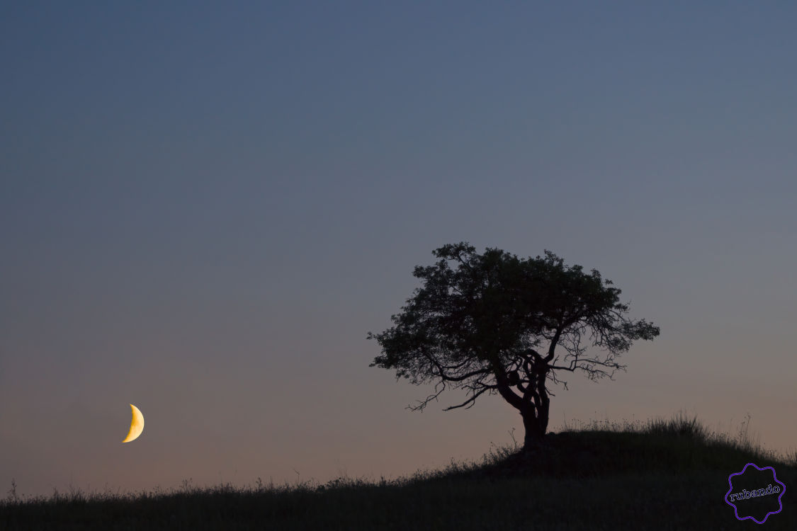 Mond_Baum.jpg Zunehmender Mond in der Abenddämmerung