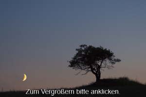 Mond_Baum.jpg Zunehmender Mond in der Abenddämmerung