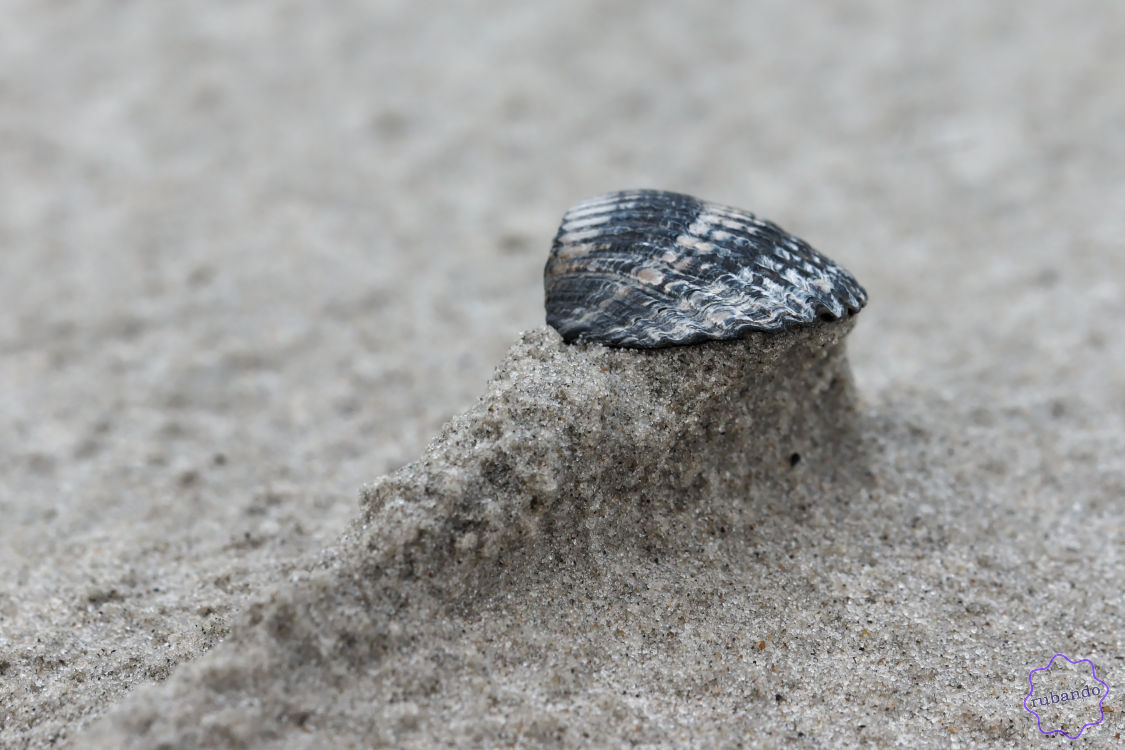 Muschel_Sandwall.jpg Kleine Muschel auf kleinem Sandwall