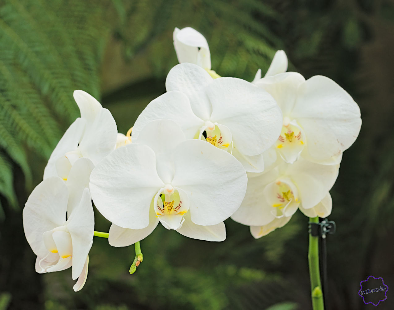 Orchidee.jpg Orchidee im Berggarten