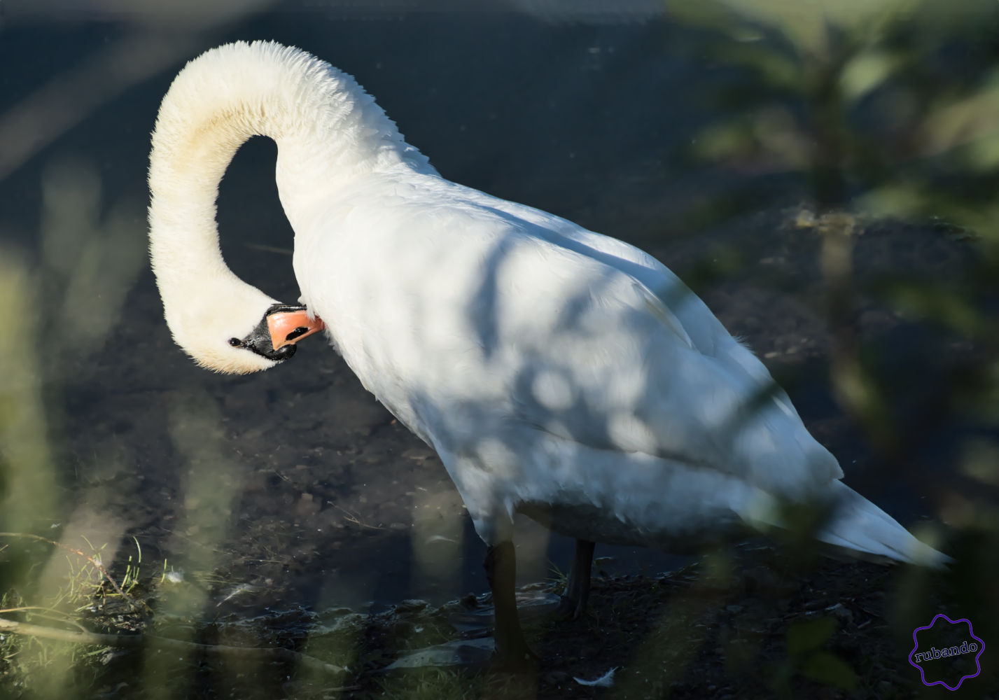 Putzender_Schwan.jpg Schwan