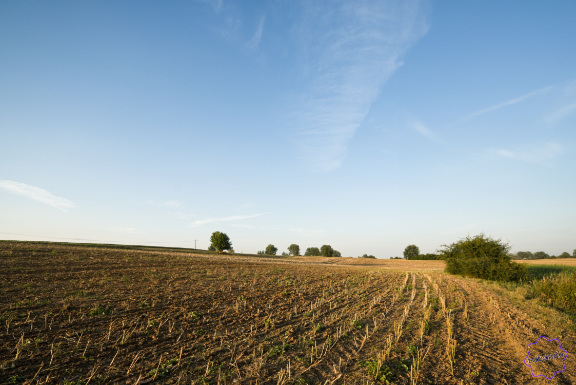 RapsFeld-Sonnenuntergang.jpg Abendstimmung am Feldrand