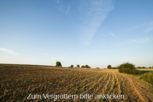 RapsFeld-Sonnenuntergang.jpg Abendstimmung am Feldrand