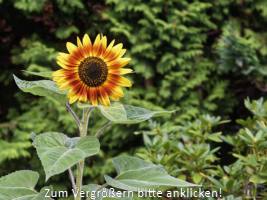 Sonnenblume.jpg Einzelne Sonnenblume