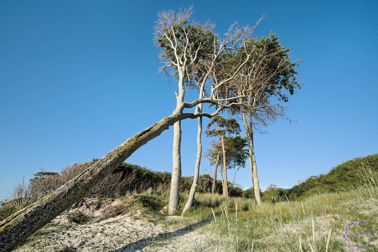 Weststrand_Prerow1.jpg Weststrand - die Flucht des Windflüchters